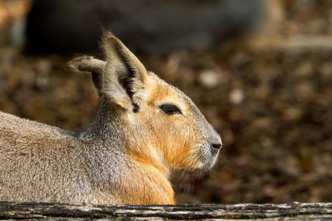 The greater patagonian mara (Dolichotis patagonum) it forms the genus of pampas hares
