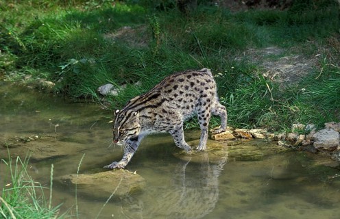 Fishing cat (prionailurus viverrinus), adult crosses water