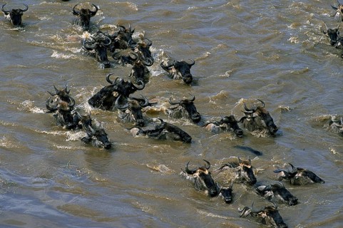 BLUE WILDEBEEST (connochaetes taurinus) CROSSING MARA RIVER IN MASAI MARA PARK, KENYA