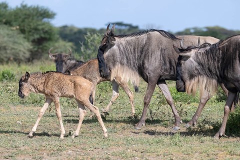 Wildebeest (Connochaetes), calf, newborn, juvenile, young, herd, Ndutu Conservation Area, Tanzania,