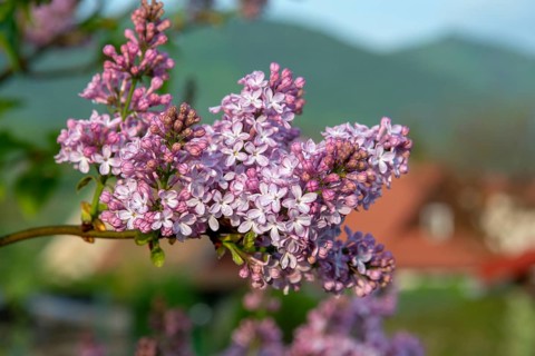 The common lilac (Syringa vulgaris), also known as the French lilac or simply the lilac blooming in