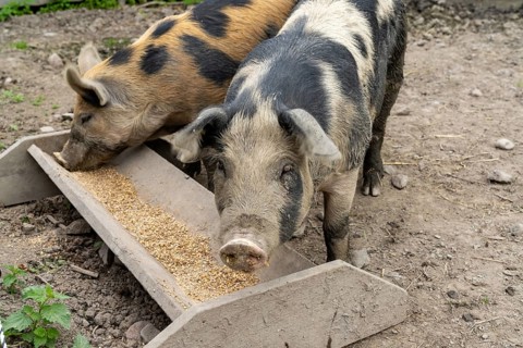 Close up of two adult Linderod pigs feeding at a trough in a pig sty