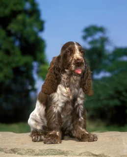 English Cocker Spaniel sitting