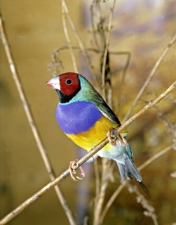 Gouldian finch, chloebia gouldiae
