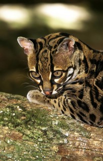 MARGAY CAT leopardus wiedi, HEAD OF THE ADULT