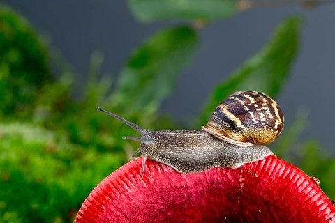 Autumn picture with snail on forest mushroom with moss and leaves