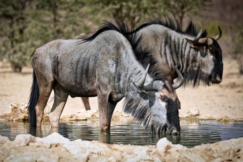 Drinking blue wildebeest (Connochaetes taurinus), Kgalagadi Transfrontier National Park, South