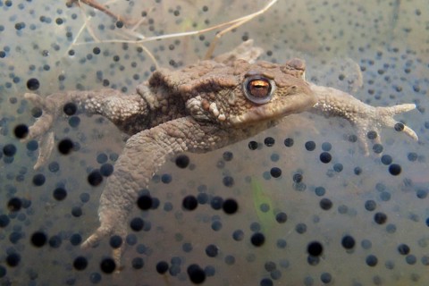 Common toad (Bufo bufo), underwater, spawn, Rhineland-Palatinate, Germany, Europe