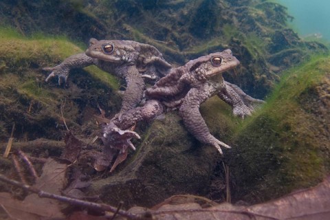 Common toad (Bufo bufo), under water, Rhineland-Palatinate, Germany, Europe