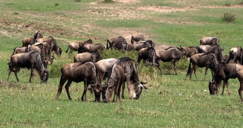 Blue Wildebeest (connochaetes taurinus), Herd during Migration, Masai Mara park in Kenya