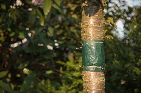 Sticky glue band tied around the trunk of a tree to prevent crawling insects, particularly ants