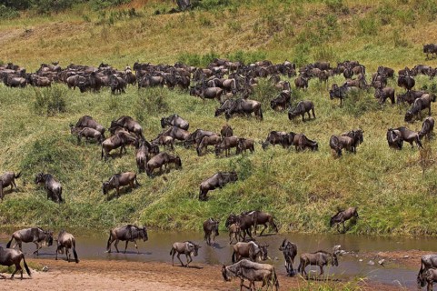 Blue Wildebeest (connochaetes taurinus), Herd Crossing River during Migration, Masai Mara park in