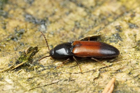 Ampedus balteatus (Ampedus balteatus), Germany, Europe