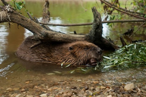 European beaver (Castor fiber), Rosenheim, Bavaria, Germany, Europe