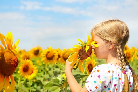 Child playing in sunflower field on sunny summer day. little girl plays with sunflowers