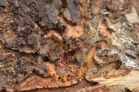European spruce bark beetle in a spruce in the forest. The spruce bark beetle or european spruce