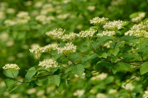 Flowering elderberry. Sambucus nigra in bloom, lots of small white flowers