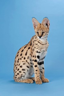 Serval (Leptailurus serval), juvenile, captive, studio photograph