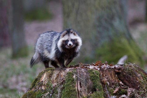 Marderhund, Nyctereutes procyonoides, common raccoon dog