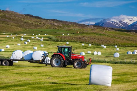 ICELAND, JUNE 29: Tractor bringing in hay bales from the fields for silage and winter feed for
