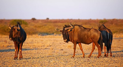 Blue wildebeests (Connochaetes taurinus) in morning light, Central Kalahari, Botswana, Botswana,