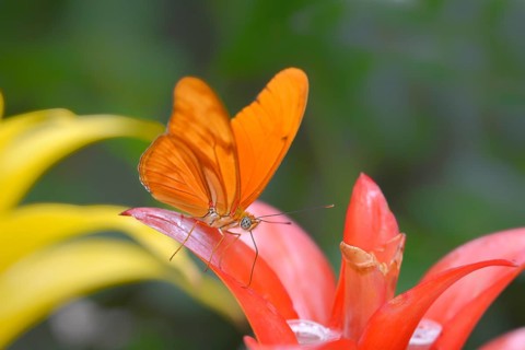 Julia Butterfly (Dryas iulia) sitting on a bromeliad, Occurrence America