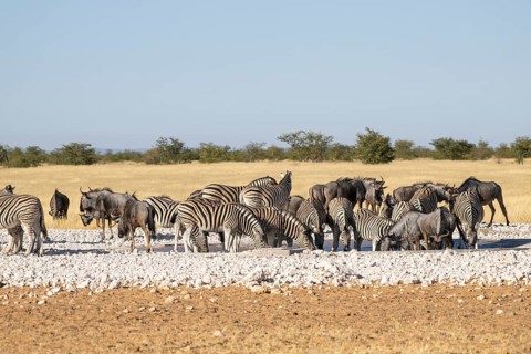Zebras (Equus quagga) and blue wildebeests (Connochaetes taurinus) at the waterhole, Etosha