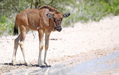 Very young wildebeest, Etosha, Namibia, very young wildebeest, Etosha, Namibia, Africa
