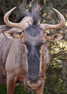 Blue wildebeest (Connochaetes taurinus), S