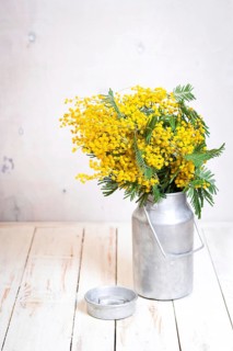 Mimosa flowers in a vintage metal milk can on the rustic white wooden background. Shabby chic style
