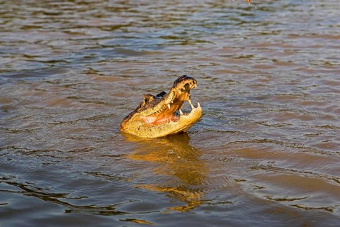 Spectacled Caiman (caiman crocodilus), Adult with Open Mouth, Los Lianos in Venezuela