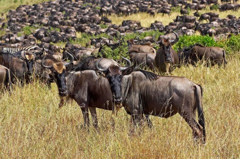 Blue Wildebeest (connochaetes taurinus), Herd Migrating, Masai Mara Park in Kenya