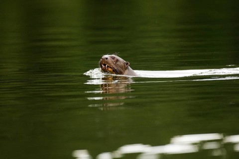 Giant otter (pteronura brasiliensis), adult in the Madre de Dios River, Manu Parc in Peru