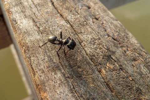 Small Black ant sitting on a wodden handrail, Pantanal, Brazil, South America
