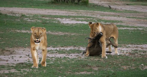 African Lion (panthera leo), Females with a Kill, a Wildebest, Masai Mara Park in Kenya