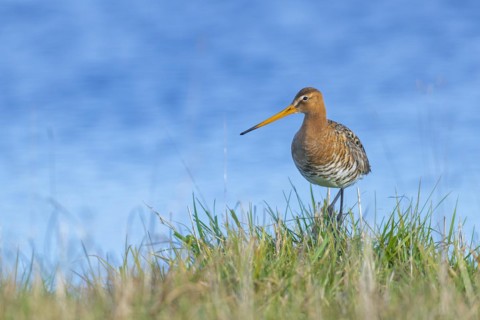 Black-tailed Godwit (Limosa limosa) in breeding plumage, Black-tailed Godwit in breeding plumage