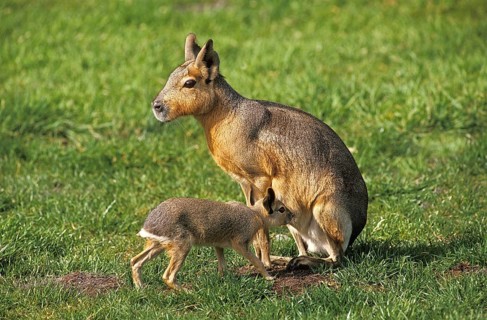 Mara (dolichotis patagonum), Female with Young suckling