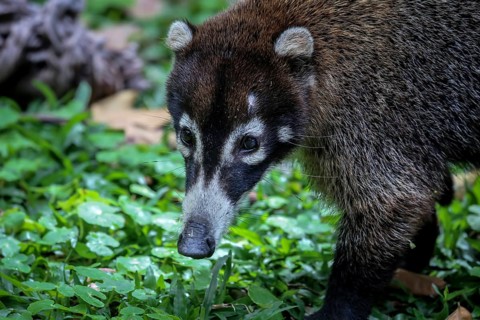 White nosed coati in Costa Rica
