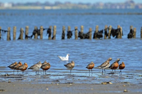Bar-tailed Godwits in the Wadden Sea National Park