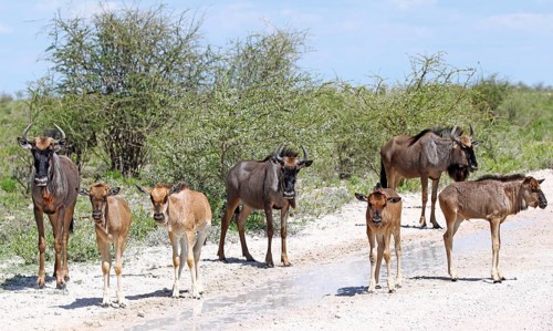Gnu-Familie, Etosha, Namibia, family of wildebeests, Etosha, Namibia, Africa