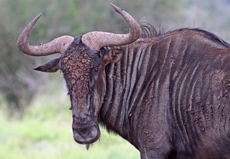Blue wildebeest (Connochaetes taurinus), S