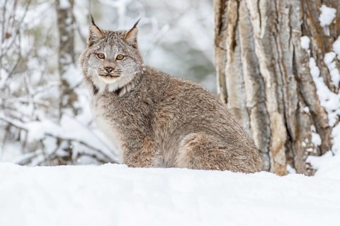 A bobcat hunts for prey in a snowy forest habitat