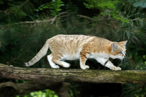 Sand cat (felis margarita), female walking on branch