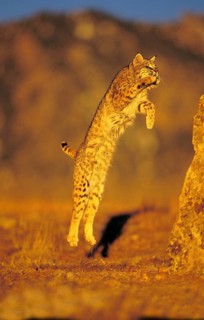BOBCAT (lynx rufus), ADULT LEAPING ON ROCK, CANADA