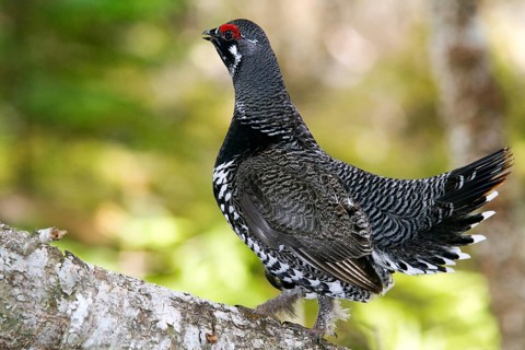 Spruce Grouse, male, Gaspesie National Park, Quebec (Dendragopus Canada Grouse (Falcipennis