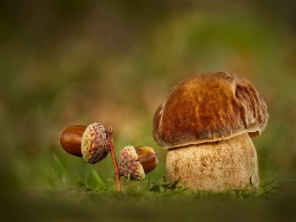 King bolete (Boletus edulis), with acorns on mossy ground, Rhineland-Palatinate, Germany, Europe