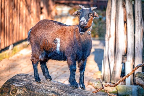 Goat, domestic goat (Capra aegagrus hircus) in its enclosure in the sunshine, Eisenberg, Thuringia,