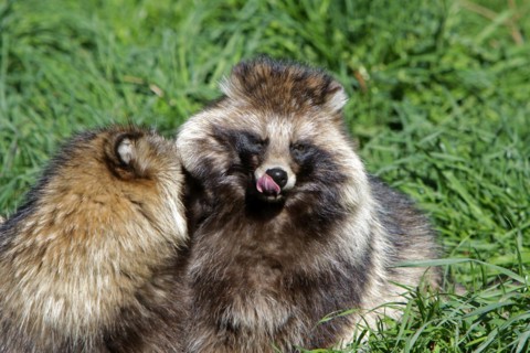 Tanuki