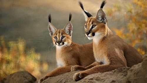 AI generated, animal, animals, mammal, mammals, biotope, habitat, two, female, young, foraging,