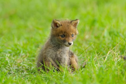 Fox cub, Vulpes vulpes, Germany, Europe